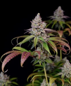 Nahaufnahme der Z Feminized Cannabis-Sorte, die dichte, steinharte Buds mit einer zuckerartigen Beschichtung zeigt.