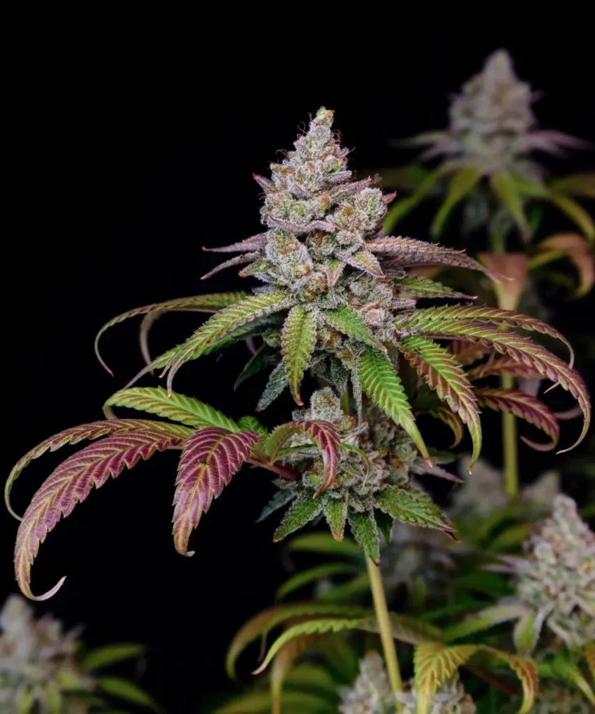 Nahaufnahme der Z Feminized Cannabis-Sorte, die dichte, steinharte Buds mit einer zuckerartigen Beschichtung zeigt.