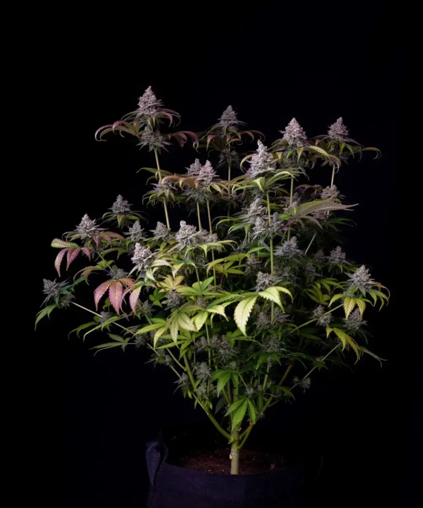 Bild der gesamten Hypno Z Feminized Cannabis-Pflanze, die ihre steinharten Buds zeigt.