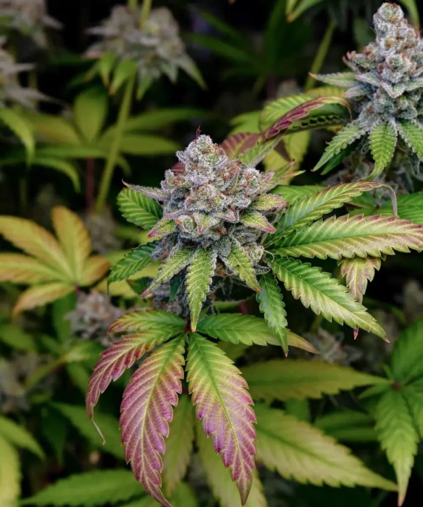Foto der Z Feminized Cannabis-Pflanze mit bunten Blättern und dichten Buds.