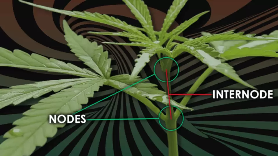 locating nodes and internodes in cannabis