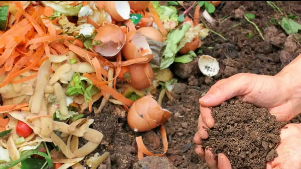 Close-up image of a hand holding soil mixed with organic nutrients and compost, illustrating the article's topic on optimal nutrient choices for autoflowering cannabis.