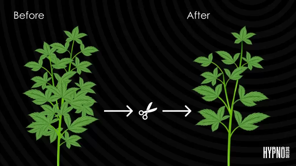 pruning cannabis