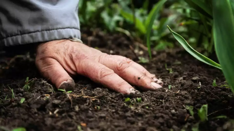 Image of hands working with soil, symbolizing hands-on gardening or farming