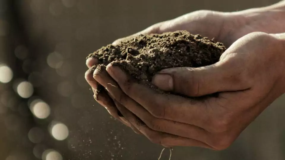 Image of a hand cradling rich soil, symbolizing the focus of the article on the best nutrients for autoflowering cannabis plants.