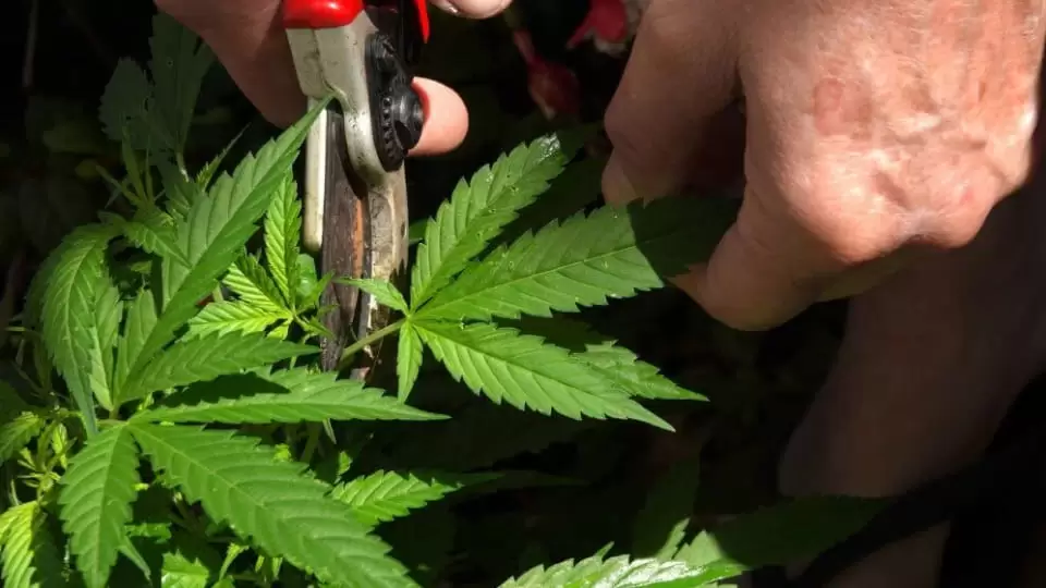defoliating cannabis with scissors
