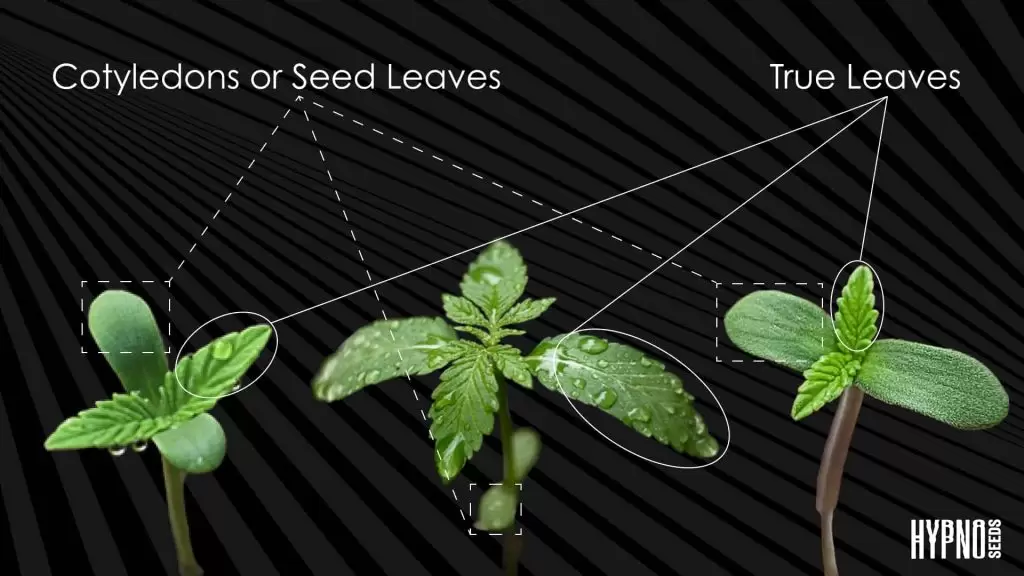 appearance of true leaves in cannabis signals the beginning vegetative stage