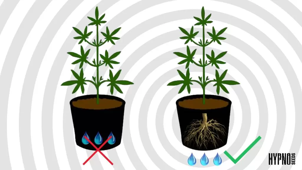 cannabis pot wih proper drainage for healthy roots