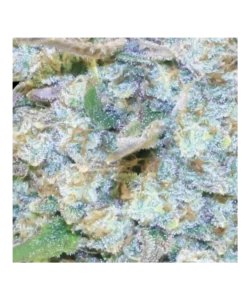 Nahaufnahme der American Pie 2.0 (American Pie x Do-Si-Dos) Feminized Sorte, die einen mit Kristallen bedeckten Bud zeigt und ihre harzige Qualität hervorhebt.