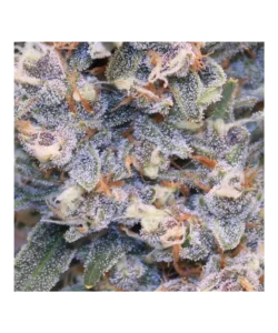 Nahaufnahme der Creme Brulee Auto, einer seltenen 85% Indica-dominanten Sorte, die ihre einzigartigen und robusten Indica-Merkmale zeigt.