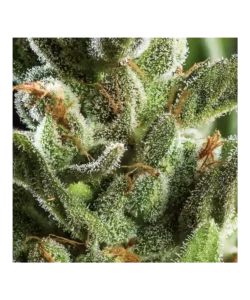 Nahaufnahme, die die Creme Brulee Feminized zeigt, eine seltene Sorte mit 80% Indica-Dominanz, und ihre charakteristischen Indica-Merkmale hervorhebt.