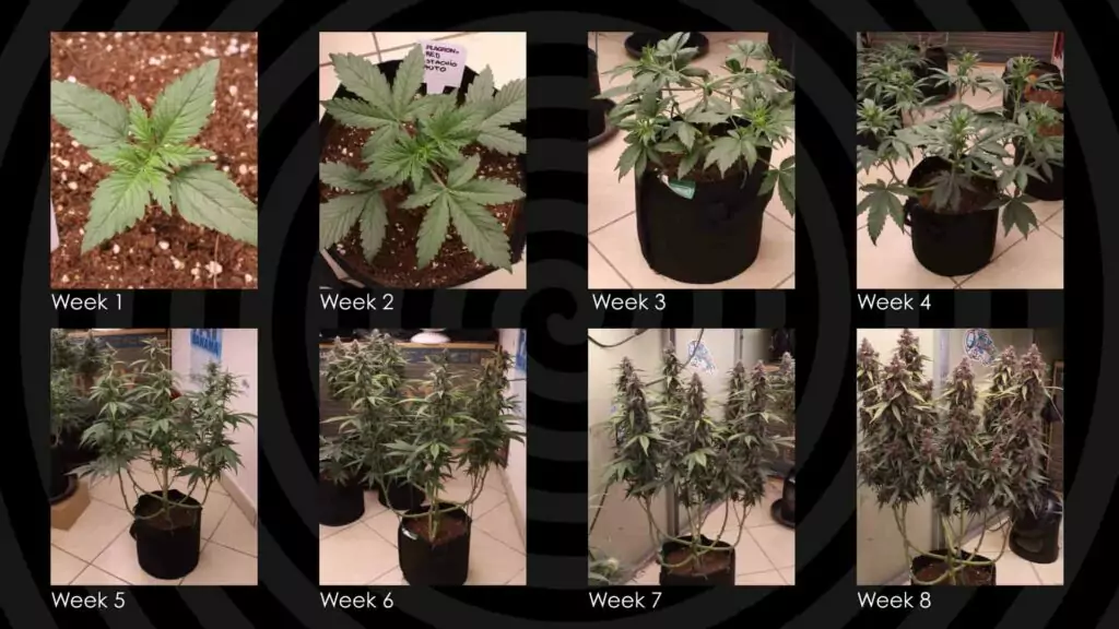 fast growing cannabis plant