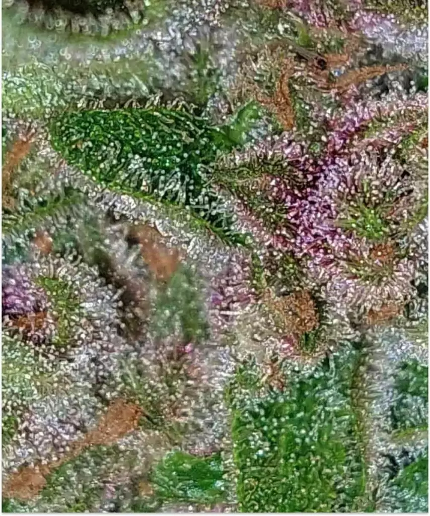 Nahaufnahme der Ice Eyes Auto (Gorilla Glue x Girl Scout Cookies x Gelato Ice), die ihre dichte Schicht von Trichomen zeigt und die harzige Qualität der Pflanze hervorhebt.