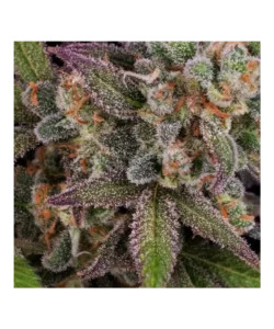 Nahaufnahme des Ice-Eyes-Auto (Gorilla Glue x Gelato Ice x Girl Scout Cookies) mit dichtem, steinhartem Bud.