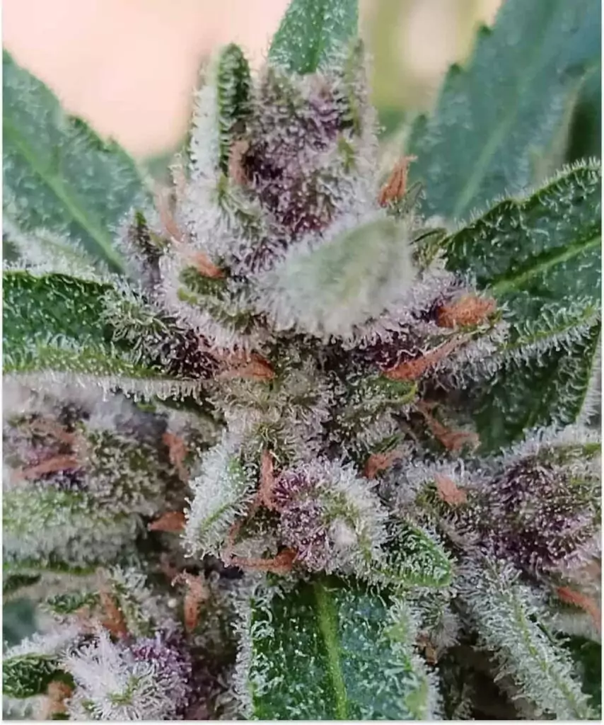 Bild der Ice Eyes Auto (Gorilla Glue x Girl Scout Cookies x Gelato Ice) mit lila getönten Trichomen, das die einzigartige Färbung und Potenz der Sorte betont.