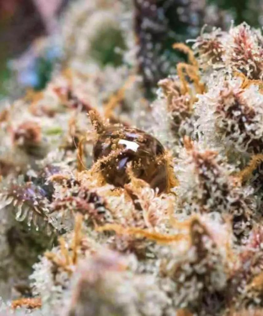 Juicy-Pussy-Auto Foto der Juicy Pussy Auto mit üppigen, harzigen Buds, die die saftigen und robusten Eigenschaften der Sorte veranschaulichen.