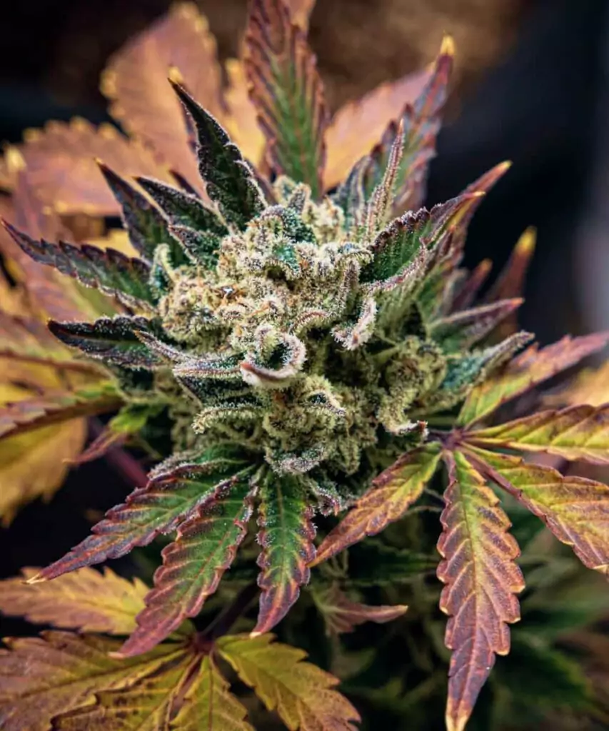 Juicy-Pussy-Auto Foto, das die Juicy Pussy Auto mit dicht gepackten Buds zeigt und die robuste Blüte der Sorte hervorhebt.