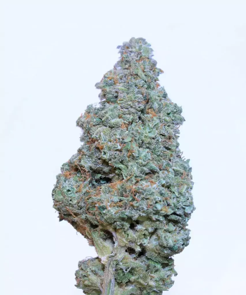 Juicy-Pussy-Auto Bild der getrockneten Buds der Juicy Pussy Auto, die ihren gut verarbeiteten und reifen Zustand zeigen, bereit zur Verwendung.