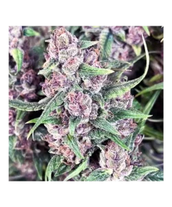 Nahaufnahme, die Papaya Autoflowering zeigt, bekannt für ihren hohen THC-Gehalt von 25%, und ihre Potenz sowie Qualität betont.
