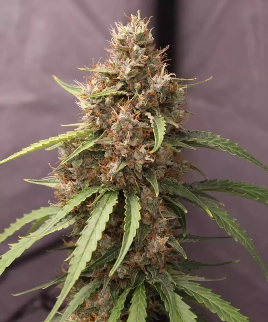 Bild der Papaya Pie Auto (Papaya x Strawberry Banana), die eine große, markante Cola zeigt und ihre bemerkenswerte Blühfähigkeit demonstriert.