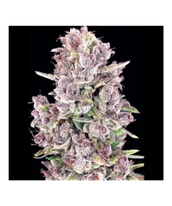 Nahaufnahme, die Papaya Autoflowering zeigt, bekannt für ihren hohen THC-Gehalt von 25%, und ihre Potenz sowie Qualität betont.
