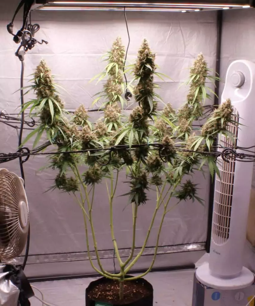 Foto, das die Papaya Pie Auto (Papaya x Strawberry Banana) zeigt, die mit der Low Stress Training (LST)-Methode bearbeitet wird, wobei die Äste sorgfältig für optimales Wachstum manipuliert werden.