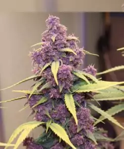 Bild der Red Pistachio Auto (Lemon Kush x Red Chile Truffles), die ihre einzigartige lila Sorte zeigt und die lebendige Färbung der Buds und Blätter hervorhebt.