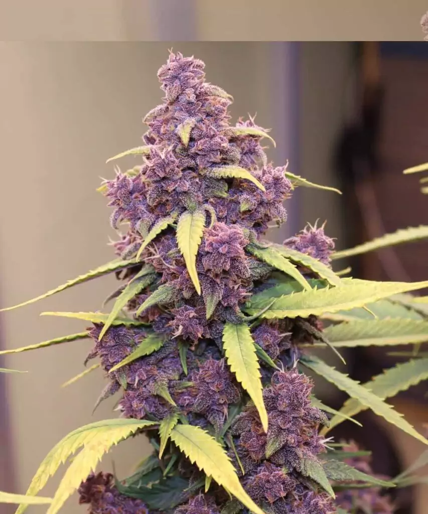 Bild der Red Pistachio Auto (Lemon Kush x Red Chile Truffles), die ihre einzigartige lila Sorte zeigt und die lebendige Färbung der Buds und Blätter hervorhebt.