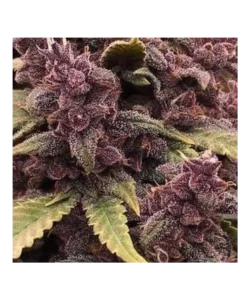 Nahaufnahme der Red Pistachio (Lemon Kush x Red Chile Truffles), einer hybriden Sativa-Sorte, die für ihre markante rote Farbgebung bekannt ist.