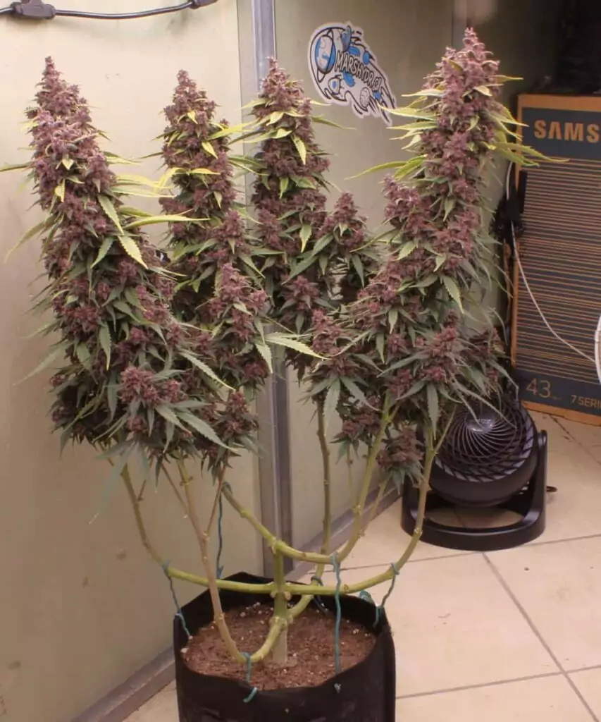 Bild der Red Pistachio Auto (Lemon Kush x Red Chile Truffles), eine lila Sorte, die mit der Low Stress Training (LST)-Methode bearbeitet wird, und die Effektivität von LST bei der Förderung des Wachstums und Ertrags zeigt.