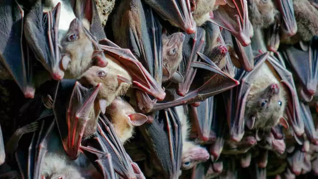 bats in a cave: collecting bat guano