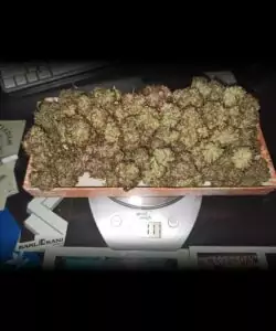Nahaufnahme der getrockneten Buds der Creme Brulee Auto, die ihren reifen, gebrauchsfertigen Zustand zeigen.