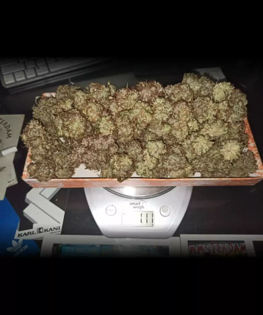 Nahaufnahme der getrockneten Buds der Creme Brulee Auto, die ihren reifen, gebrauchsfertigen Zustand zeigen.