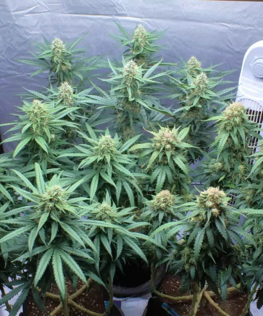 Foto einer Creme Brulee Auto Cannabis-Pflanze, die mit der Low Stress Training (LST)-Methode bearbeitet wird, und dabei strategisch gebogene und gebundene Äste zeigt.
