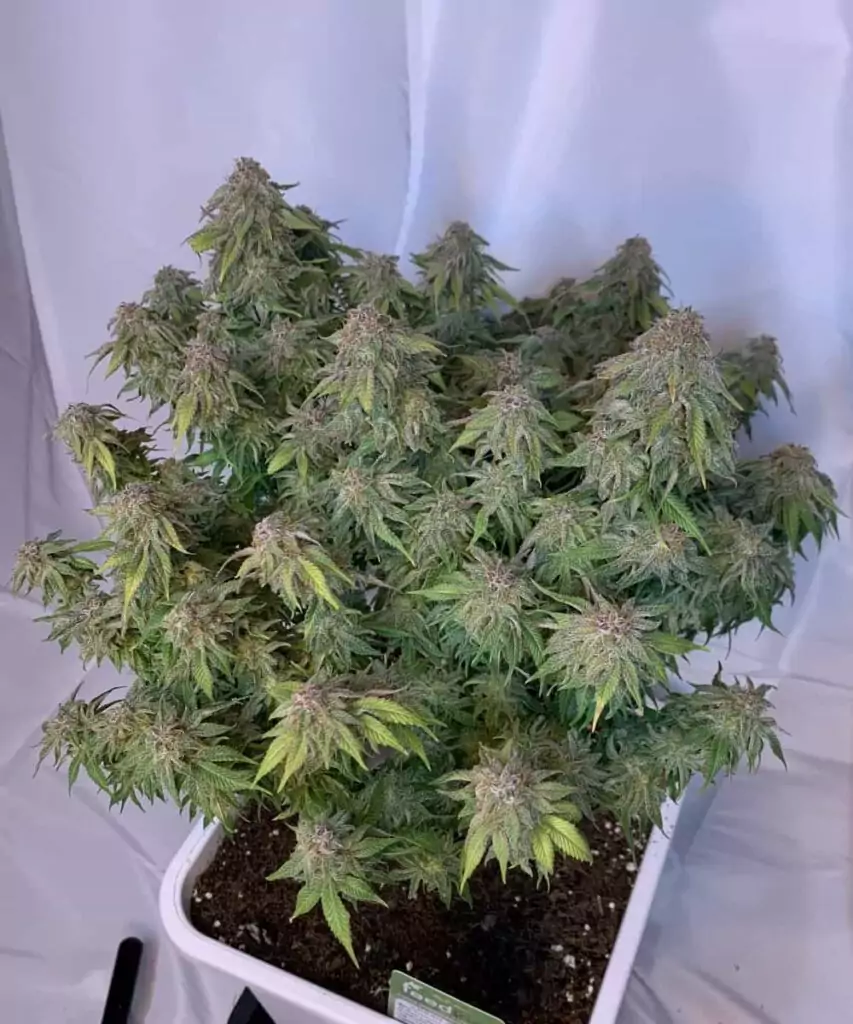 Vollständiges Pflanzenbild der Creme Brulee Feminized, das mehrere Colas zeigt und die allgemeine Gesundheit sowie das kräftige Wachstum der Pflanze hervorhebt.