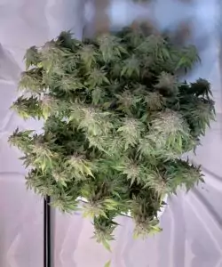 Bild der Creme Brulee Feminized, die mehrere gut entwickelte Buds zeigt und die reichhaltige Blüte der Pflanze hervorhebt.