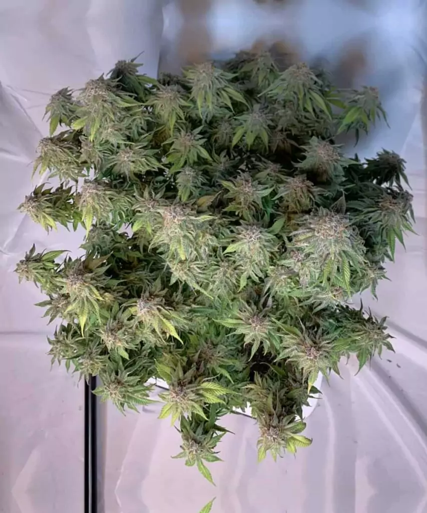 Bild der Creme Brulee Feminized, die mehrere gut entwickelte Buds zeigt und die reichhaltige Blüte der Pflanze hervorhebt.
