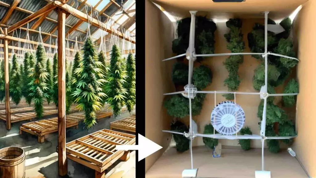 drying cannabis in cardboard boxes