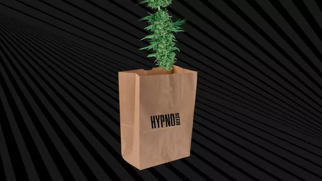 drying cannabis in paper bags