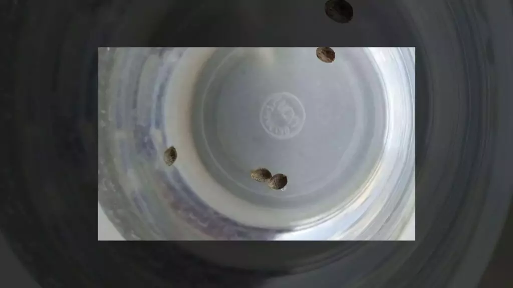 seeds germinating directly in water