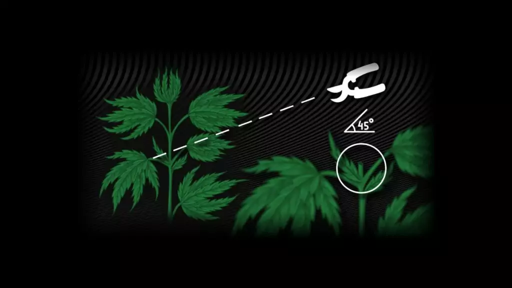 Cannabis plant training: Topping