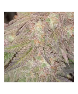 Nahaufnahme der Z Auto, einer Sorte mit 70% Indica-Dominanz, die ihr üppiges, Indica-typisches Wachstum zeigt.