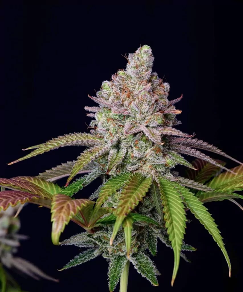 Bild der Z Feminized mit lebhaften, bunten Blättern und Buds, das die visuelle Attraktivität der Sorte hervorhebt.
