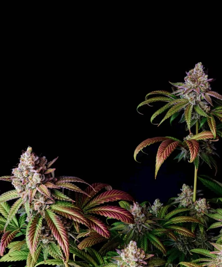 Foto der Z Feminized, die helle, bunte Blätter und dichte, steinharte Buds zeigt.