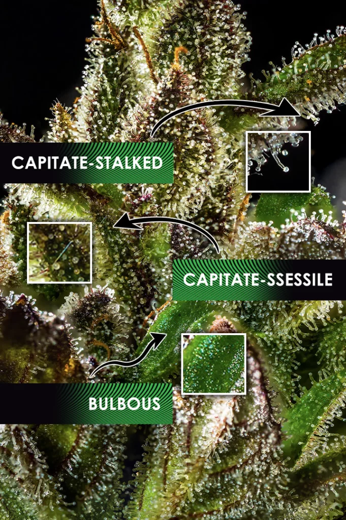 Infographic illustrating different types of trichomes in cannabis: bulbous, capitate-sessile, and others, with detailed visual representations