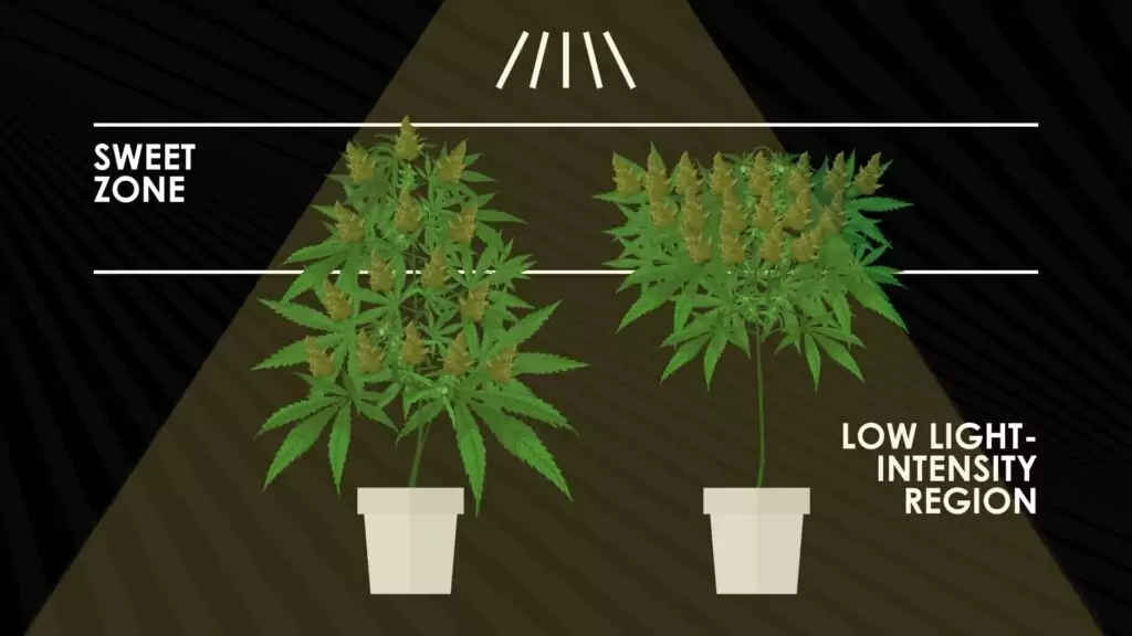 light distribution when cannabis is topped