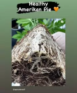 Foto des gesunden Wurzelsystems von American Pie 2.0 (American Pie x Do-Si-Dos) Feminized, das die starke Basis und die allgemeine Gesundheit der Pflanze symbolisiert.