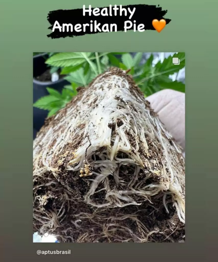 Foto des gesunden Wurzelsystems von American Pie 2.0 (American Pie x Do-Si-Dos) Feminized, das die starke Basis und die allgemeine Gesundheit der Pflanze symbolisiert.