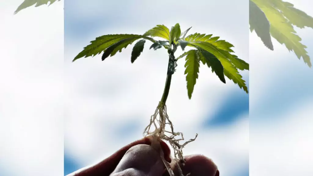 Photo capturing a single cannabis clone carefully held in a person's hand, highlighting the delicate early stage of plant growth.