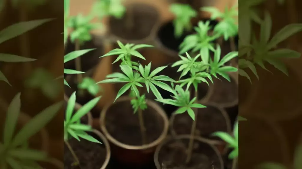 Image of young cannabis clones rooted in individual pots, showcasing the initial stage of plant development in a controlled cultivation environment.